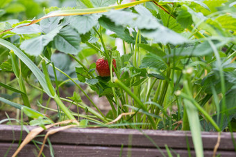 特写镜头新鲜的有机花园草莓日益增长的场开始草莓季节草莓布什成熟的绿色水果花园生物浆果有机农业概念