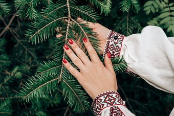 女人的手绣花乌克兰衣服触碰云杉分支森林