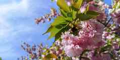 开花樱花树粉红色的花绿色叶子春天fressness复制空间
