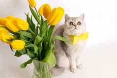 可爱的白色猫黄色的弓领带坐着玻璃花瓶花束黄色的郁金香
