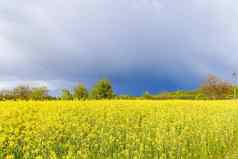 黄色的油菜籽花蓝色的天空石油生物燃料生产