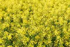 背景黄色的油菜籽花石油生物燃料生产年度石油植物农业