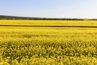 盛开的油菜籽字段种植园石油作物黄色的场背景农业业务
