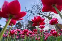 郁金香花床上粉红色的盛开的花天空树春天花