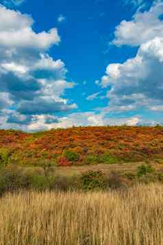 smoketree烟布什cotinus奥博瓦图斯灌木丛灌木红色的秋天叶子背景黄色的草原植被白色云