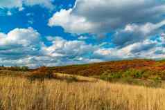 smoketree烟布什cotinus奥博瓦图斯灌木丛灌木红色的秋天叶子背景黄色的草原植被白色云