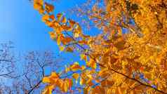 秋天美丽的黄色的叶子树分支艾薇地面滑块拍摄