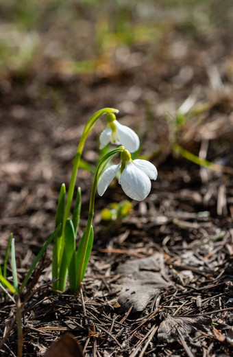 amaryllidoideae<strong>雪花</strong>属埃尔维斯<strong>雪花</strong>莲更大的<strong>雪花</strong>莲红色的书乌克兰