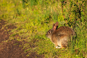 野生<strong>兔子</strong>坐在绿色草污垢小道阳光明媚的一天