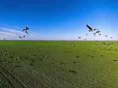 群鹅飞行农场字段飞行野生鸟美丽的鸟迁移野生动物观鸟
