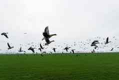 群鹅飞行农场字段飞行野生鸟美丽的鸟迁移野生动物观鸟
