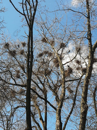 乌鸦巢高树公园