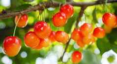 雷尼尔山樱桃收获花园日益增长的水果分支甜蜜的樱桃挂浆果树成熟的甜蜜的樱桃树分支群樱桃收获季节收获水果树花园水果农场收获概念