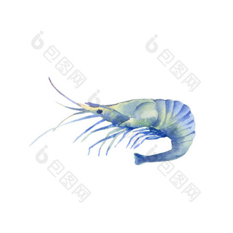水彩插图蓝色的虾孤立的白色