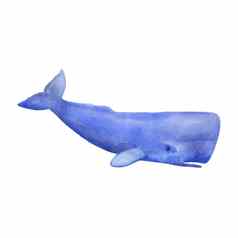 蓝色的鲸鱼抹香鲸水彩插图孤立的白色海动物