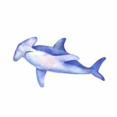 伟大的白色锤头鲨鱼水彩插图水下生物孤立的白色手画海动物