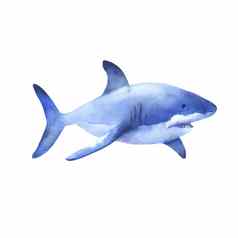 伟大的白色鲨鱼水彩插图水下生物孤立的白色手画海动物
