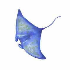 水彩蓝色的发现了黄貂鱼孤立的白色手画水下动物插图