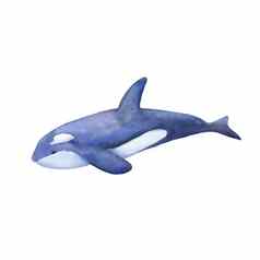 蓝色的杀手鲸鱼水彩插图孤立的白色海动物