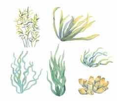 水彩集海藻手画水下花插图藻类叶子分支孤立的白色背景