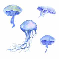 水彩画水母孤立的白色背景集海动物