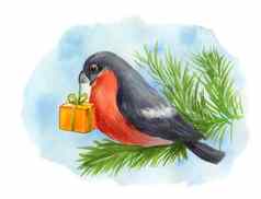 红腹灰雀鸟松分支礼物盒子水彩插图蓝色的背景卡森林songbird