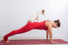 女人板材构成宠物瑜伽杰克罗素梗狗