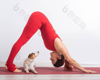 女人向下面对狗构成宠物瑜伽杰克罗素梗狗