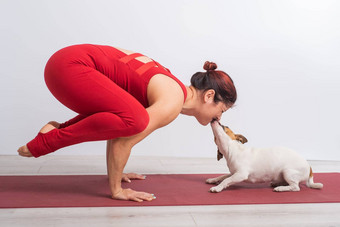 高加索人女人实践瑜伽红色的紧身衣裤狗杰克罗素梗白色背景女孩站博卡萨纳构成