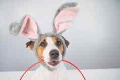 特写镜头可爱的杰克罗素梗狗兔子头巾持有篮子画复活节鸡蛋白色背景