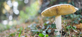 成熟的蘑菇夏天森林场景横幅复制空间蘑菇宏照片自然蘑菇日益增长的选择生态旅游活动复制空间空空间文本