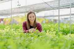 女人农民收获蔬菜水培法农场有机新鲜的蔬菜农民工作水培蔬菜花园