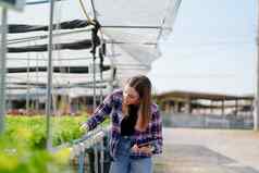 女农民收获蔬菜审计质量水培法农场有机新鲜的蔬菜农民工作水培蔬菜花园收获小业务概念