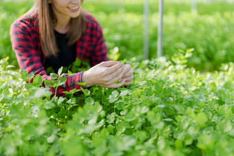 女人农民收获蔬菜水培法农场有机新鲜的蔬菜农民工作水培蔬菜花园