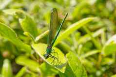 绿色蜻蜓关闭宏照片自然场景蜻蜓绿色蜻蜓自然栖息地
