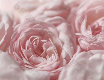 软焦点摘要花背景苍白的粉红色的玫瑰宏花背景假期品牌设计