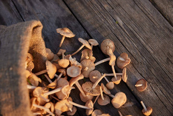 宏摄影蘑菇收集布袋