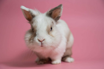 肖像可爱的灰白色<strong>兔子</strong>粉红色的背景