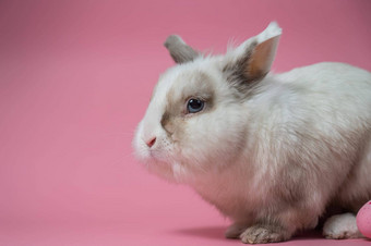 肖像可爱的灰白色兔子粉红色的背景