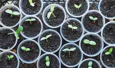 植物背景新发芽年轻的黄瓜豆芽种植塑料容器概念日益增长的有机蔬菜幼苗塑料回收产品