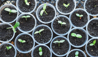 植物背景新发芽年轻的黄瓜<strong>豆芽</strong>种植塑料容器概念日益增长的<strong>有机</strong>蔬菜幼苗塑料回收产品