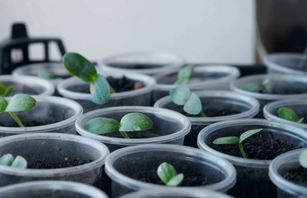 植物背景新发芽年轻的黄瓜<strong>豆芽</strong>种植塑料容器概念日益增长的<strong>有机</strong>蔬菜幼苗塑料回收产品