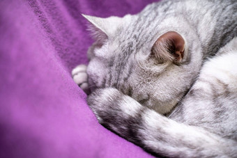 苏格兰直猫睡觉特写镜头睡觉猫动物的鼻口眼睛关闭背景紫色的毯子最喜欢的宠物猫食物