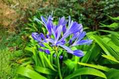 特写镜头盛开的爱情花热带花园蓝色的花爱情花