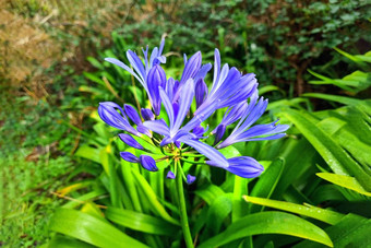 特写镜头盛开的爱情花热带花园蓝色的花爱情花