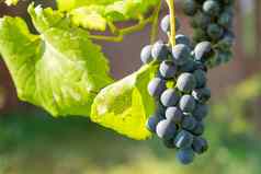 束黑色的成熟的葡萄成熟分支酒生产葡萄园