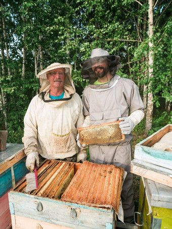 养蜂人删除蜂窝蜂巢人养蜂人西装采取蜂蜜蜂巢农民穿蜜蜂西装工作蜂窝养蜂场养蜂农村有机农业