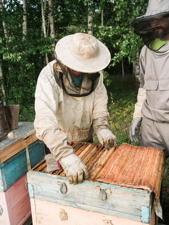 养蜂人删除蜂窝蜂巢人养蜂人西装采取蜂蜜蜂巢农民穿蜜蜂西装工作蜂窝养蜂场养蜂农村有机农业