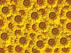 背景图像盛开的黄色的向日葵花