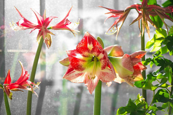 日益增长的球根状的室内植物孤挺花花朵窗台上温柔的美丽的大红色的孤挺花花窗台上